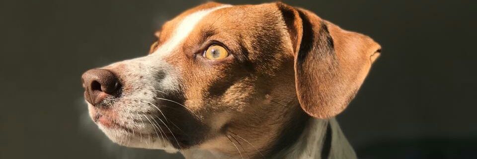 jpaduarte's profile banner image