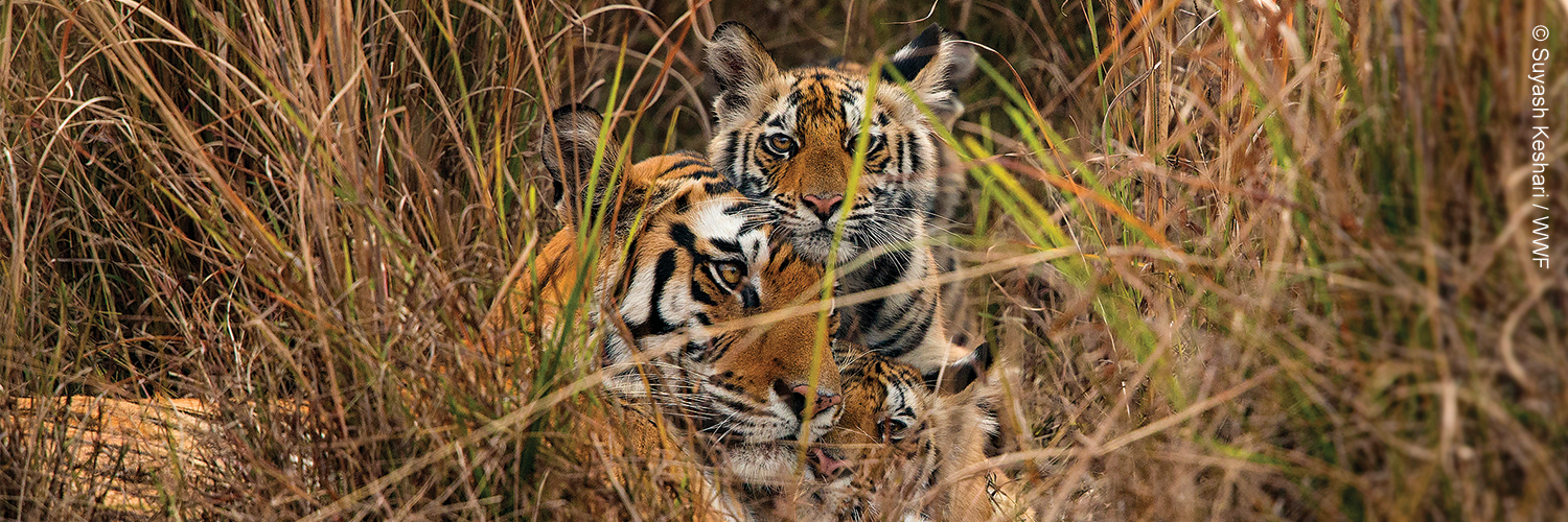 WWF Nepal's banner