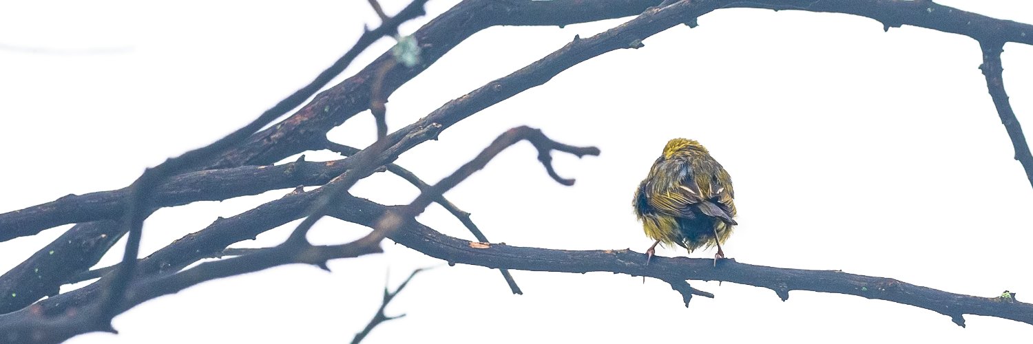 Saaleha Idrees Bamjee banner