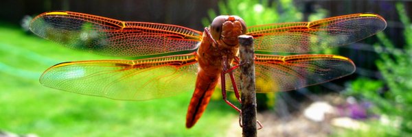 amistryman Profile Banner