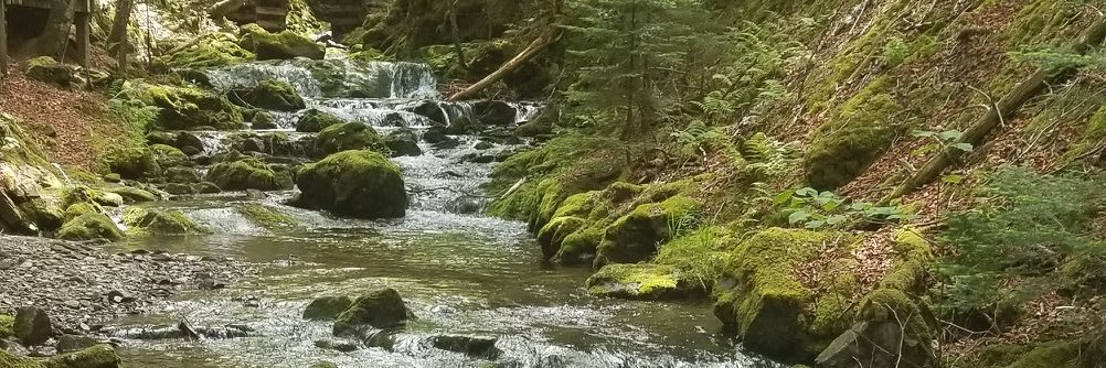 Gadfly Stratton, PhD 🏳️‍⚧️🌈 banner