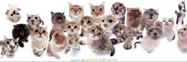 meowtrickk Profile Banner