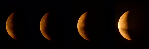 bat_campion Profile Banner