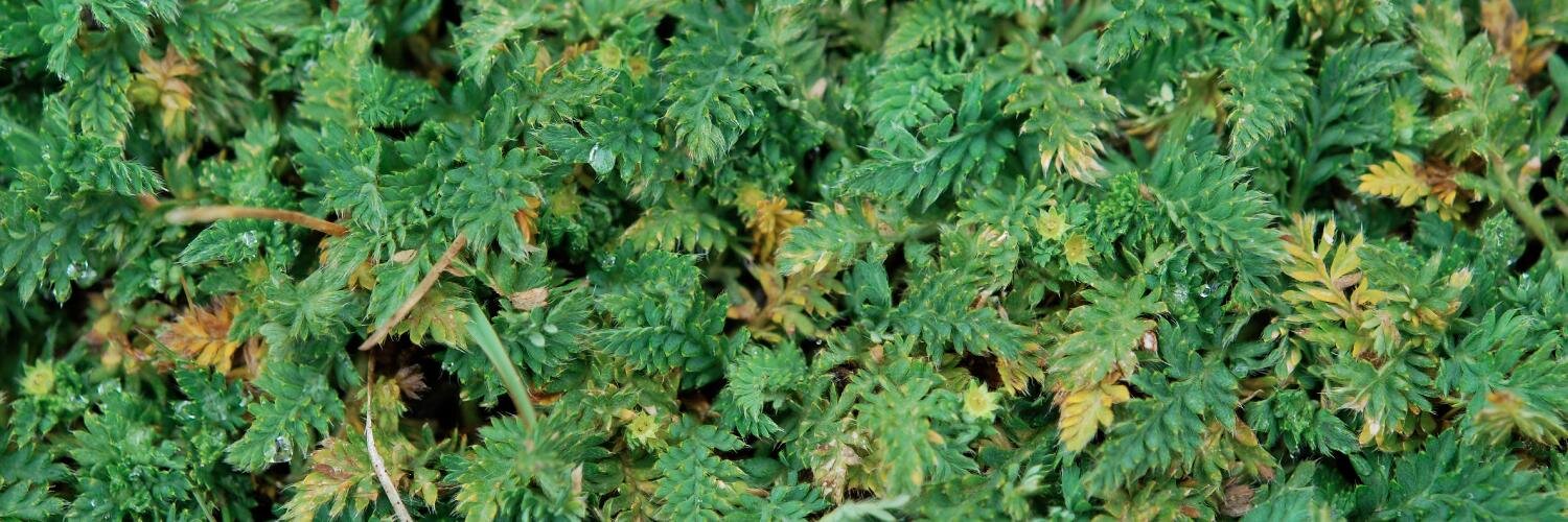 Diego F. Morales-Briones banner