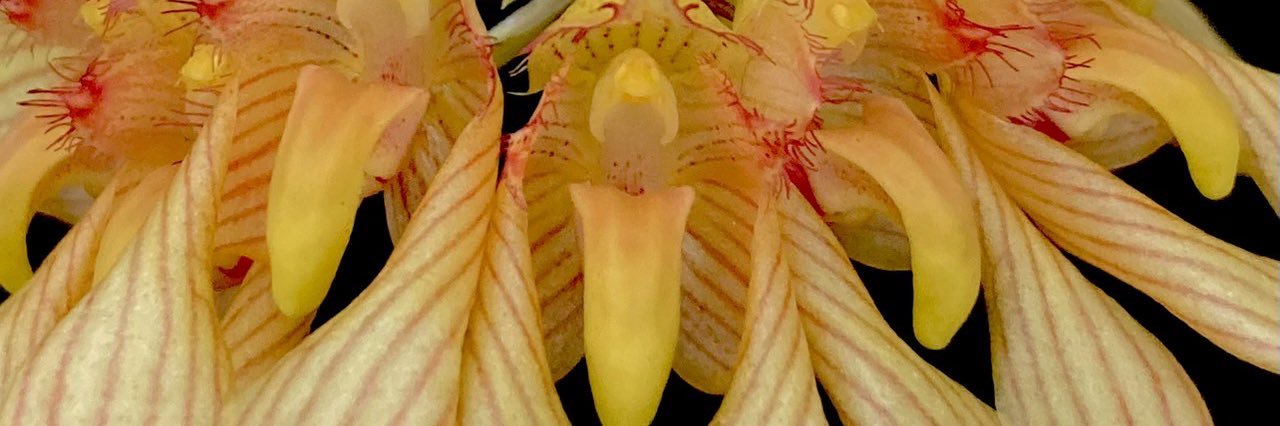 hamaumau's profile banner image