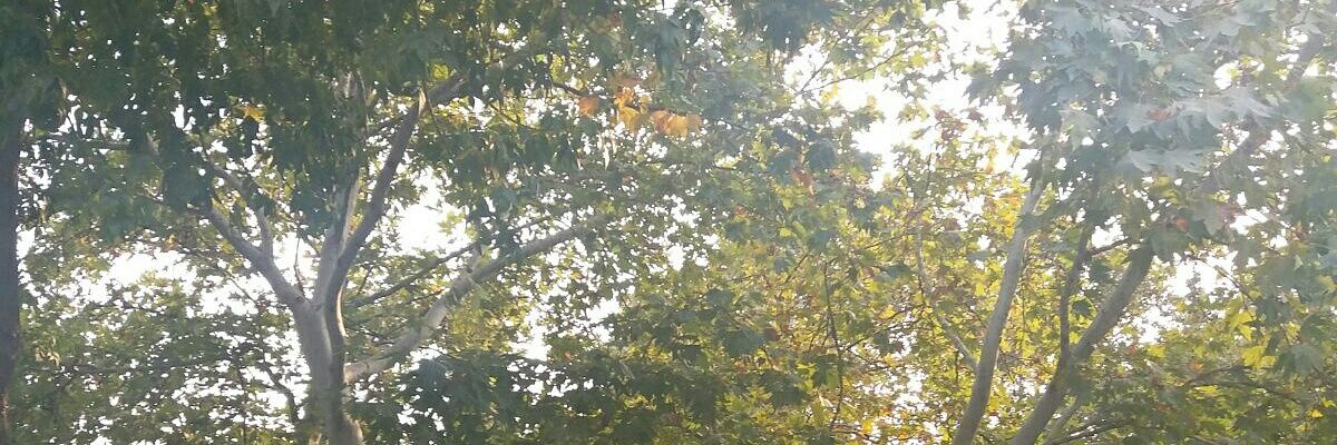 HafizeAlan's profile banner image