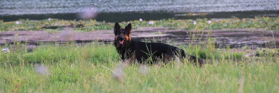 Simrika Sharma banner