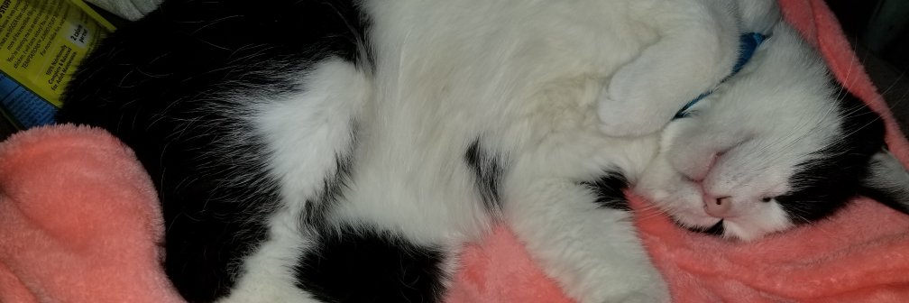 RiaSmithDesigns's profile banner image