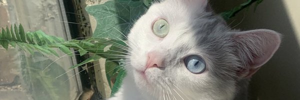 lexxcici Profile Banner