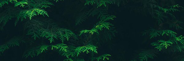 CaitLongman Profile Banner
