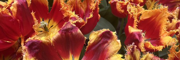 TrevellAnderson Profile Banner