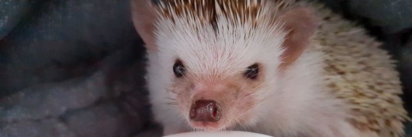 gossine__ Profile Banner