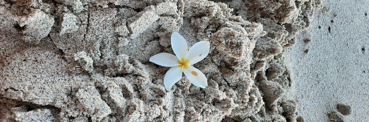 Julie cc. Lactocrema banner