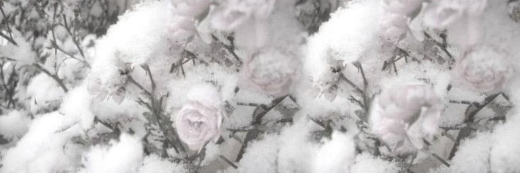 Quack⁷ ♡ banner