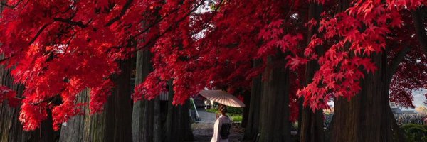 Shironeeeki Profile Banner