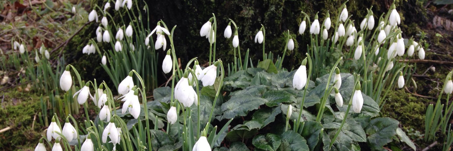 Rosemary Thompson banner