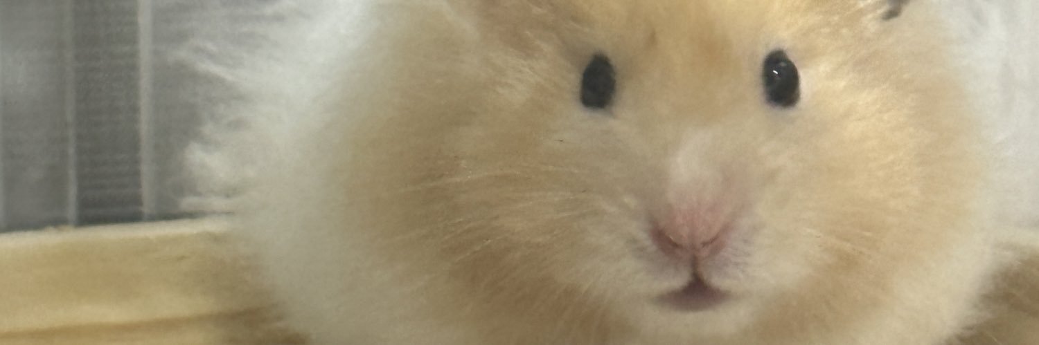 iamwhiteroseee's profile banner image