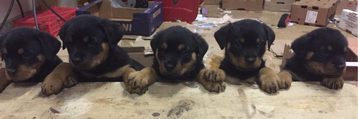 Federico Giannini banner