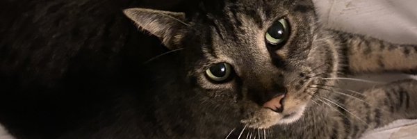 freezetheverse Profile Banner