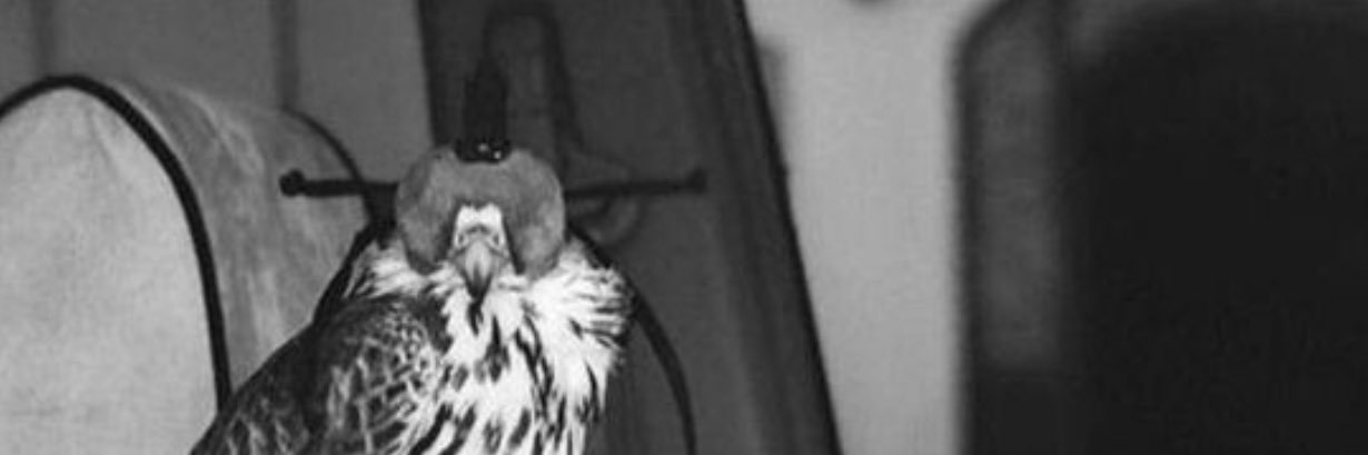 𝐅𝐀𝐋𝐄𝐇🇸🇦. banner