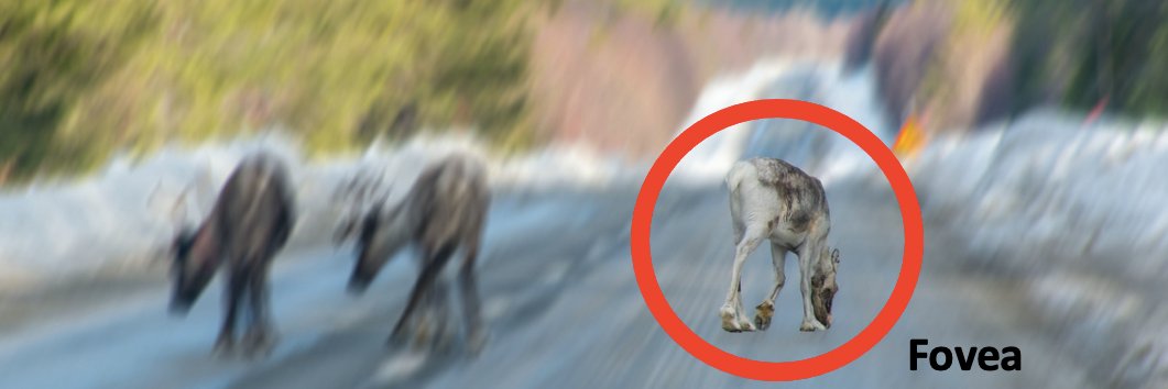 Natela Shanidze banner