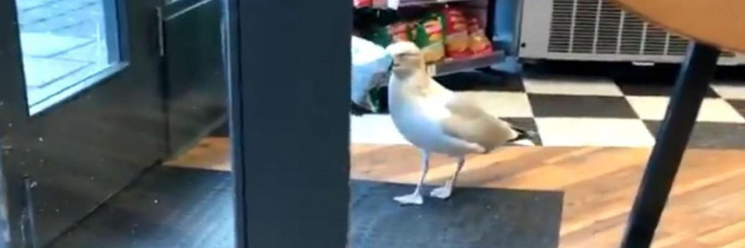 SeagullColin's profile banner image