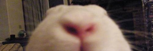 兎 banner