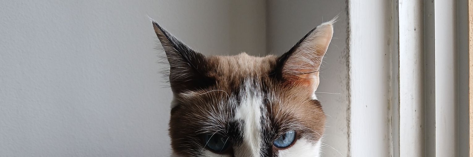 cecibalthazar's profile banner image