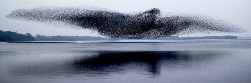 stefano ferraina banner