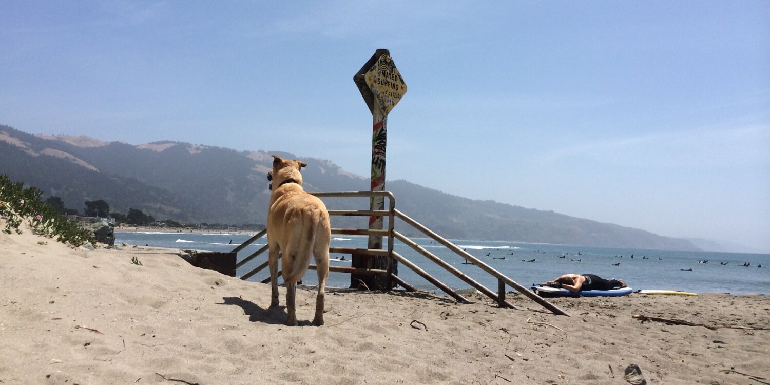 Andrei Maglica banner