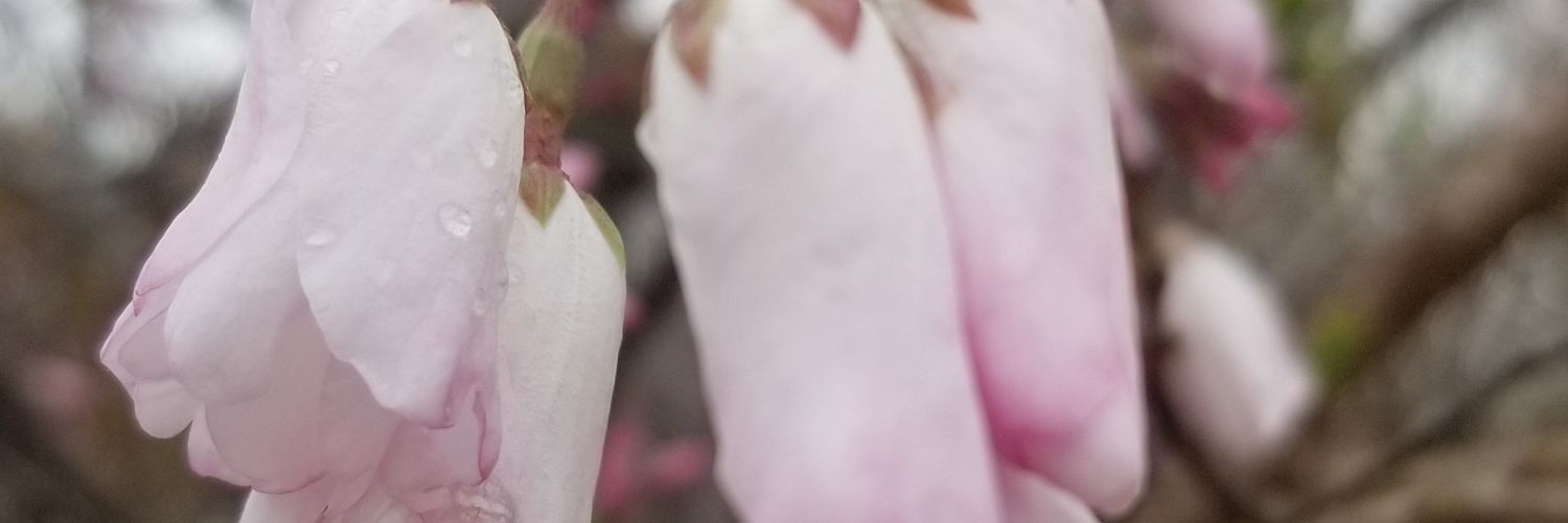 daniellewheatly's profile banner image