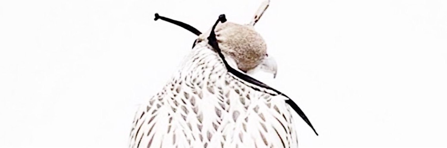 shehanasu's profile banner image