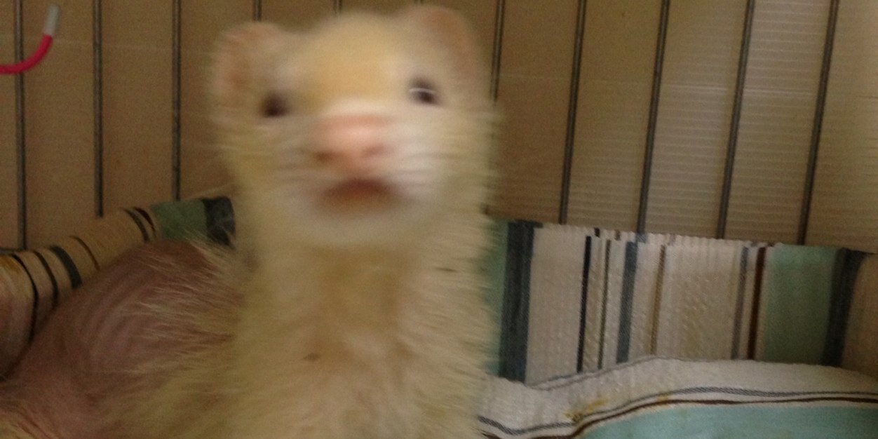 lovely4ferrets's profile banner image