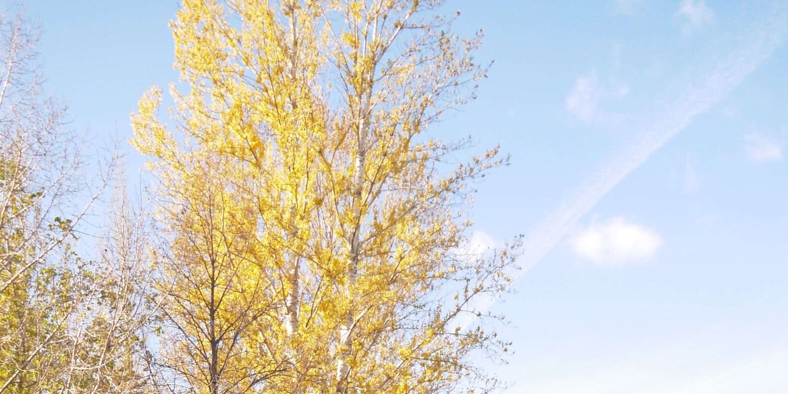 starziera's profile banner image