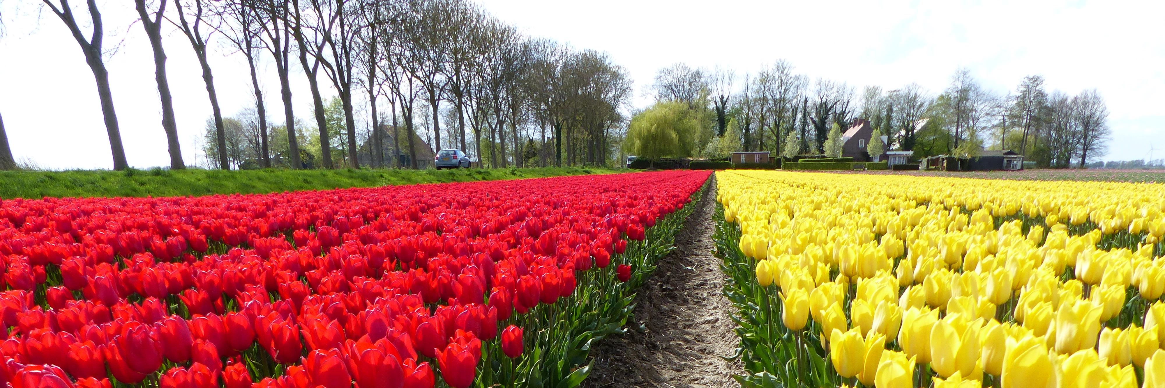 Henk van der Riet banner