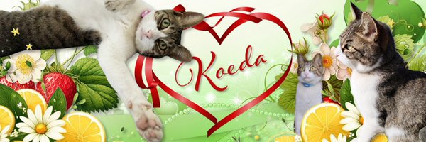 koeda301 Profile Banner