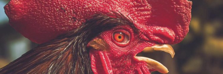 Lobsman3's profile banner image