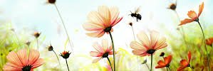 Bee Wilde's banner