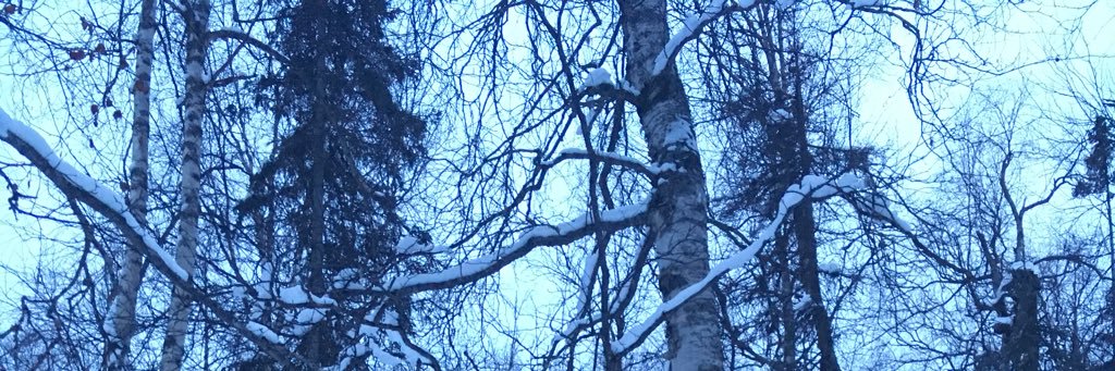 Ivy Spohnholz banner