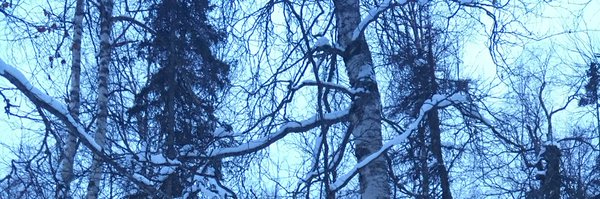 IvySpohnholz Profile Banner