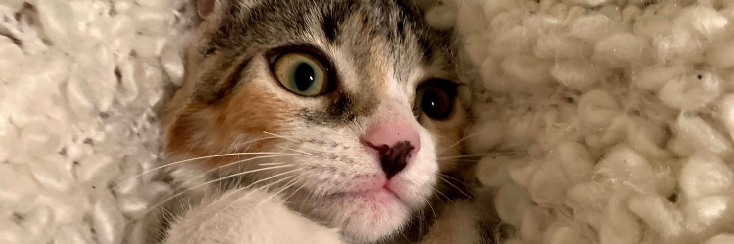 anitamm_'s profile banner image
