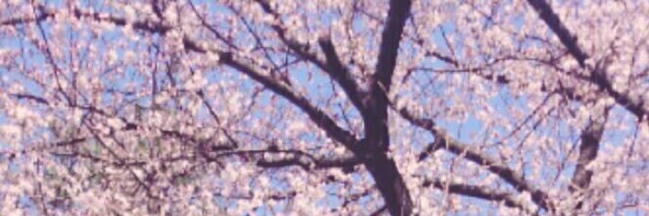 hideko30's profile banner image