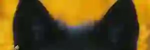 accentiumweb's profile banner image
