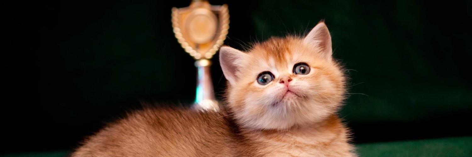 SunRayCats's profile banner image