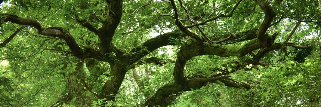 Zoomes's profile banner image