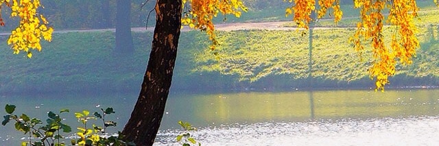 Oiliver Stone banner