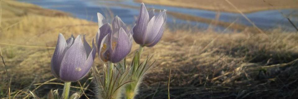 RM of Lumsden No.189 banner