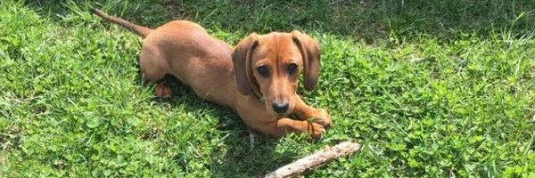 Bosch The Dachshund Profile Banner