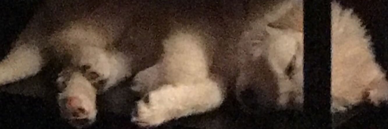 abbytootrill's profile banner image