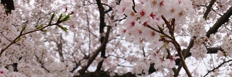 Yoshi95353224's profile banner image
